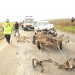 accident Sarbi (35)
