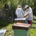 apicultori-stupi-albine-botosani-300x199