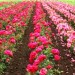 plantatie_trandafiri