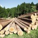 lemn-padure-ss-300x224