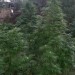 Vaslui_cannabis_1